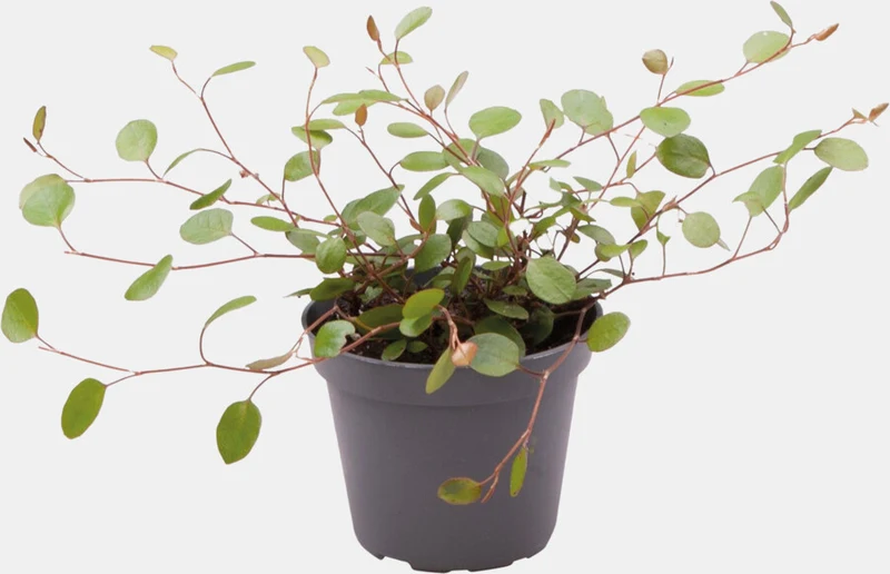 PT-MUEHLENBECKIA COMPLEXA