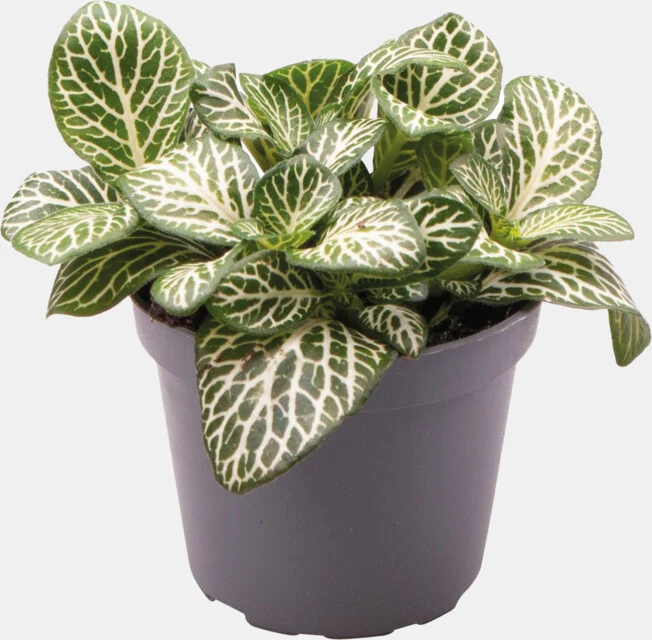 PT-FITTONIA VERSCHAFFELTII MINI WHITE