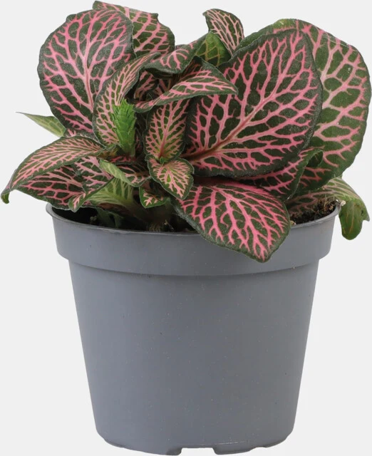 PT-FITTONIA PINK SPECIK