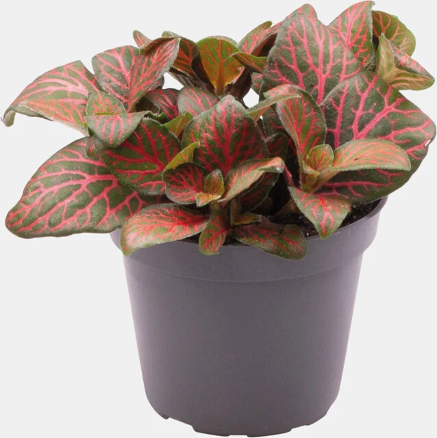 PT-FITTONIA JOLY JOSAN