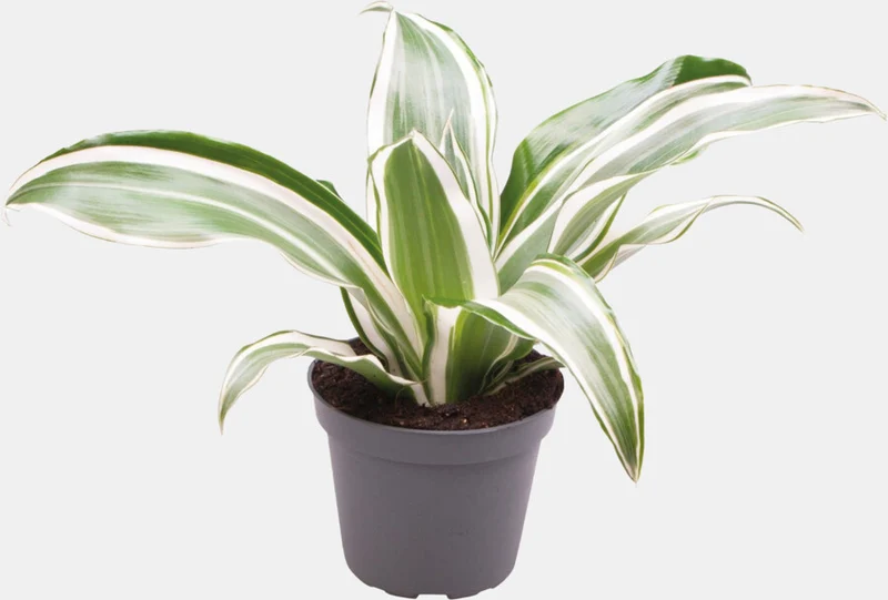 PT-DRACAENA DRAGONTREE WHITE JEWEL