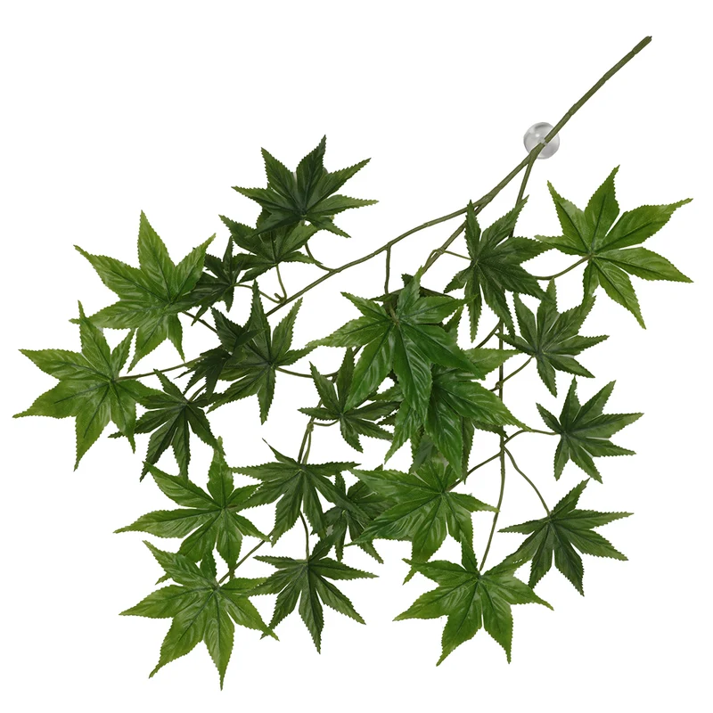 Terra Della Hangende plant Cannabis