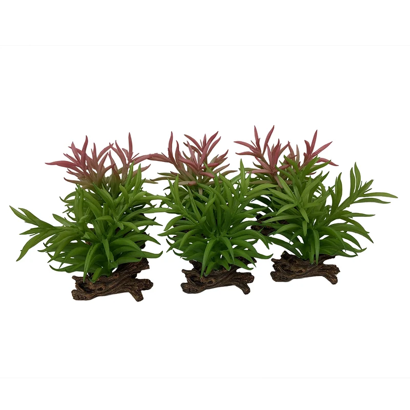 Terra Della Crassula Gemengde Kleuren
